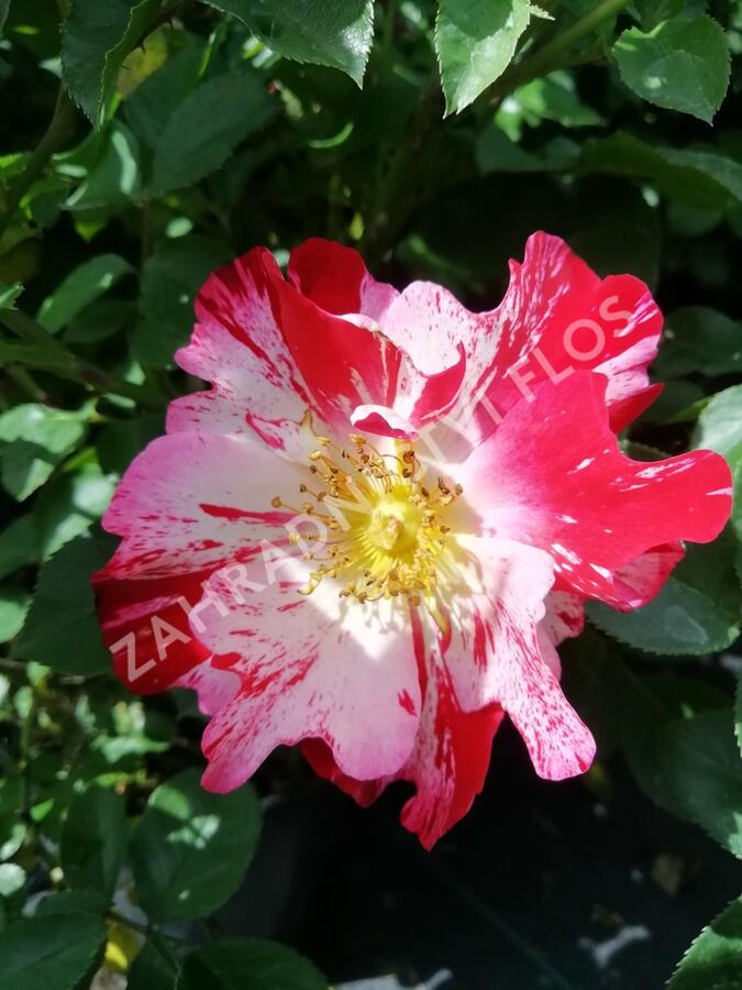 Růže pnoucí 'Crazy for You' ('Fourth of July') - Rosa PN 'Crazy for You' ('Fourth of July')