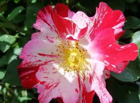 Růže pnoucí 'Crazy for You' ('Fourth of July') - Rosa PN 'Crazy for You' ('Fourth of July')