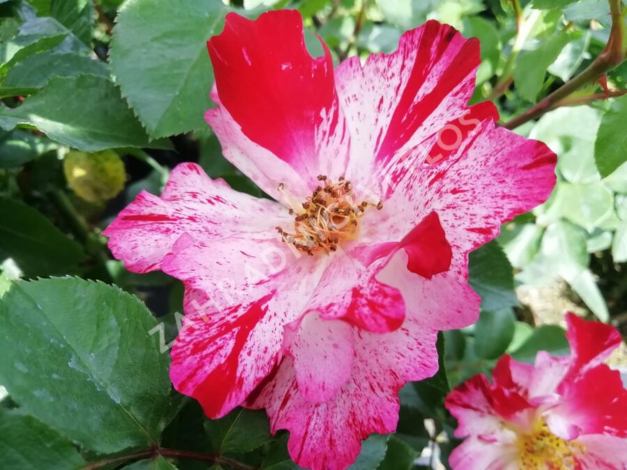 Růže pnoucí 'Crazy for You' ('Fourth of July') - Rosa PN 'Crazy for You' ('Fourth of July')