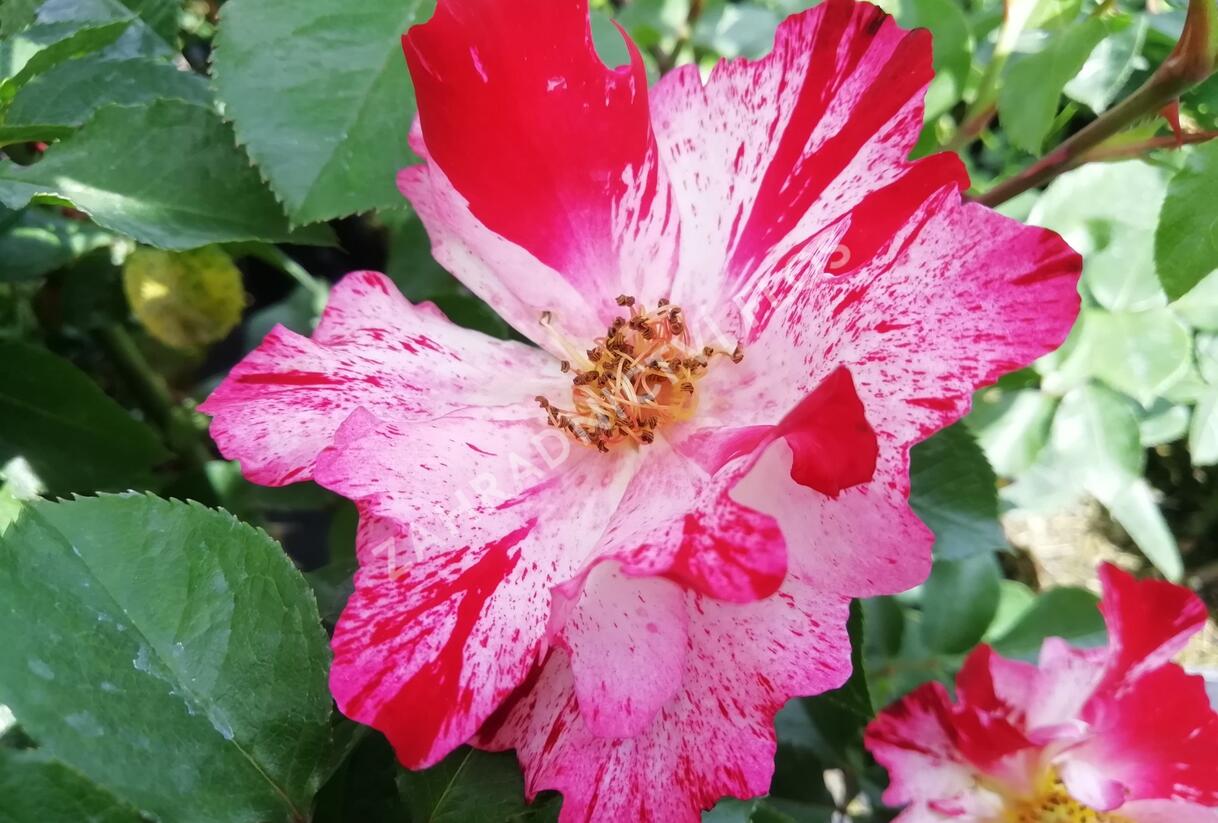 Růže pnoucí 'Crazy for You' ('Fourth of July') - Rosa PN 'Crazy for You' ('Fourth of July')