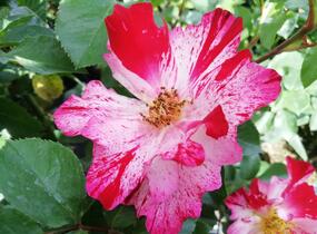 Růže pnoucí 'Crazy for You' ('Fourth of July') - Rosa PN 'Crazy for You' ('Fourth of July')