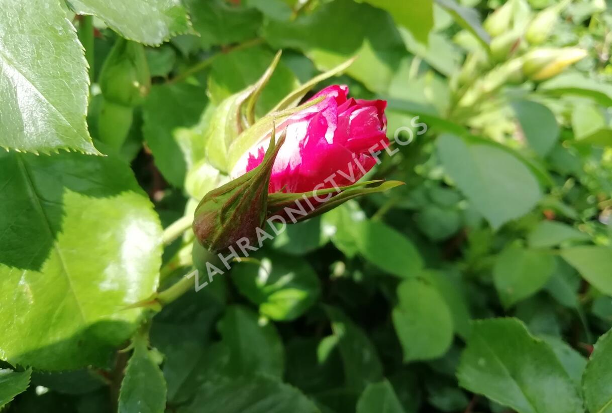 Růže pnoucí 'Crazy for You' ('Fourth of July') - Rosa PN 'Crazy for You' ('Fourth of July')