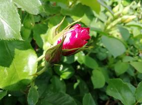 Růže pnoucí 'Crazy for You' ('Fourth of July') - Rosa PN 'Crazy for You' ('Fourth of July')