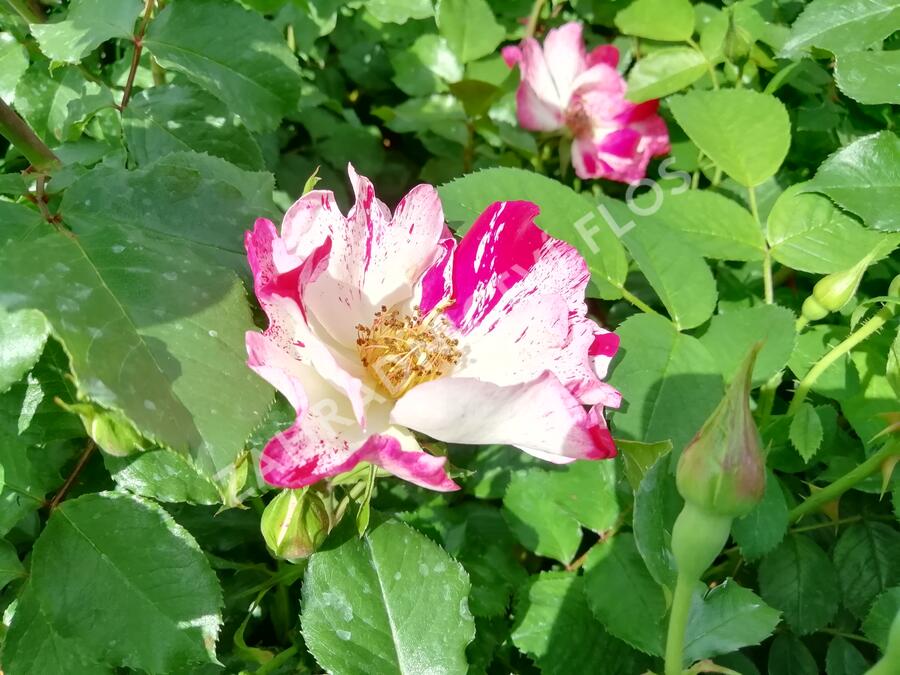 Růže pnoucí 'Crazy for You' ('Fourth of July') - Rosa PN 'Crazy for You' ('Fourth of July')