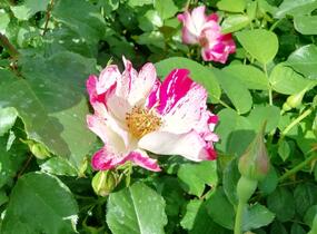 Růže pnoucí 'Crazy for You' ('Fourth of July') - Rosa PN 'Crazy for You' ('Fourth of July')