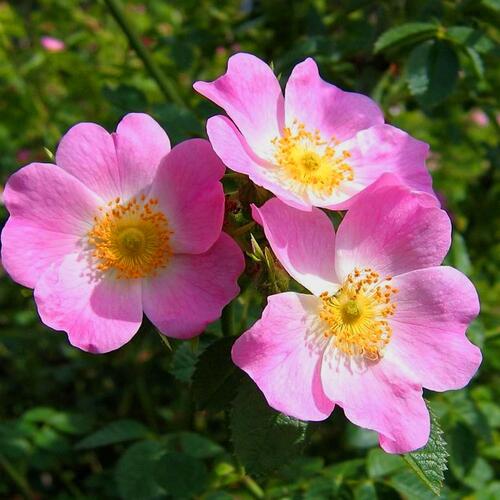 Růže mini 'Mini Pinkie' - Rosa MI 'Mini Pinkie' ('VISpanicov')