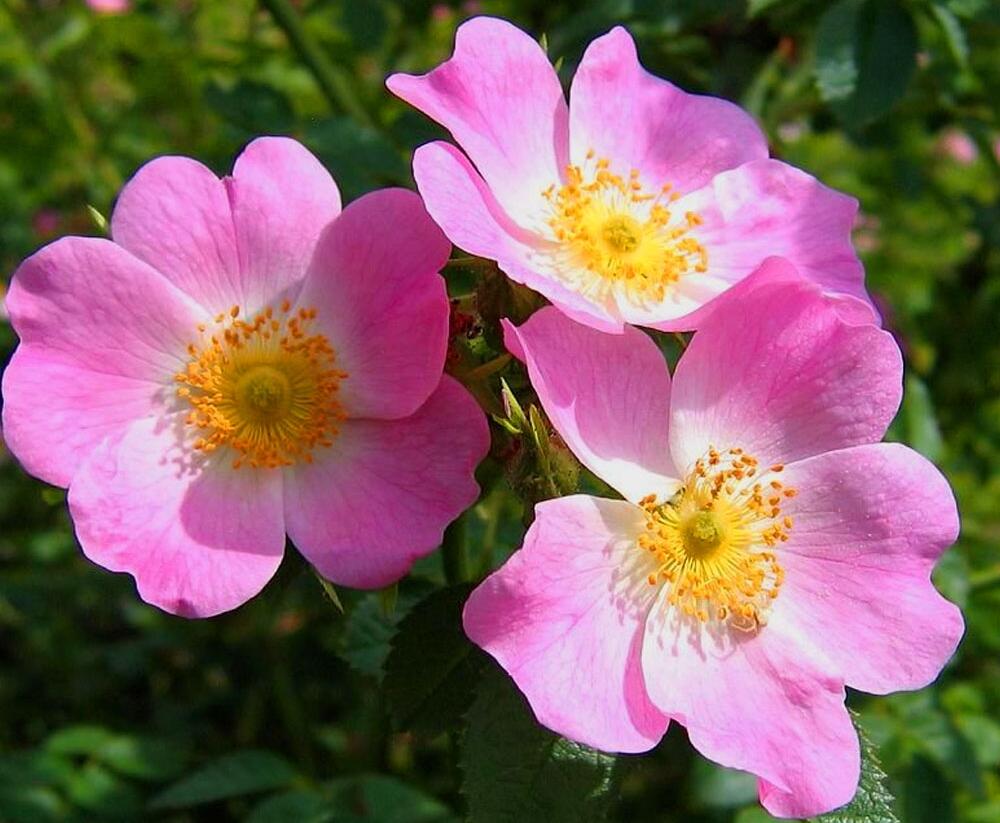 Růže miniaturní 'Mini Pinkie' - Rosa MI 'Mini Pinkie' ('VISpanicov')