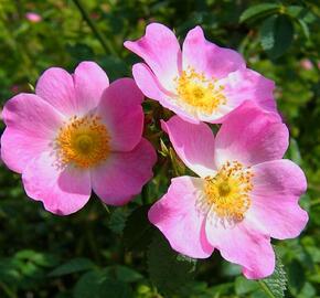 Růže mini 'Mini Pinkie' - Rosa MI 'Mini Pinkie' ('VISpanicov')