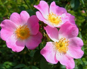 Růže miniaturní 'Mini Pinkie'