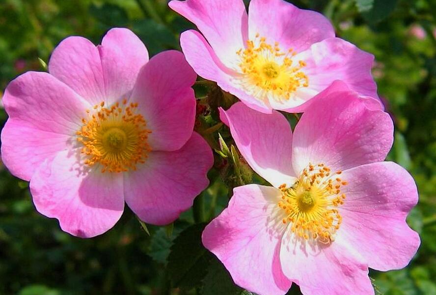 Růže miniaturní 'Mini Pinkie' - Rosa MI 'Mini Pinkie' ('VISpanicov')