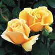 Růže velkokvětá Kordes 'Valencia' - Rosa VK 'Valencia'