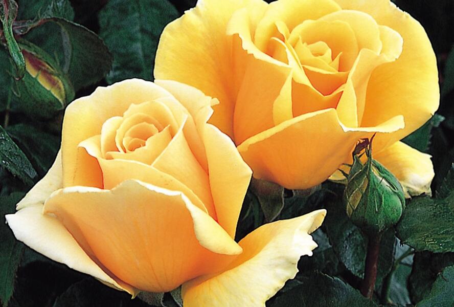 Růže velkokvětá Kordes 'Valencia' - Rosa VK 'Valencia'