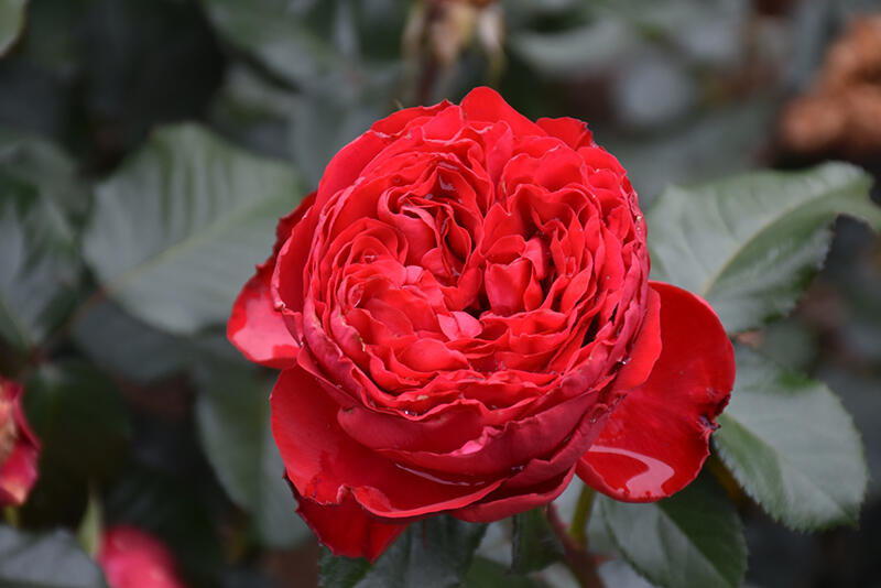 Růže velkokvětá Meilland 'Traviata' - Rosa VK 'Traviata'
