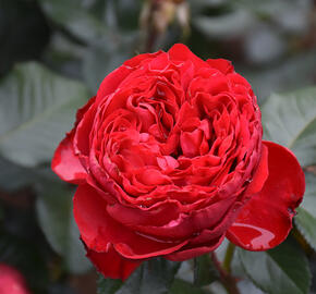 Růže velkokvětá Meilland 'Traviata' - Rosa VK 'Traviata'
