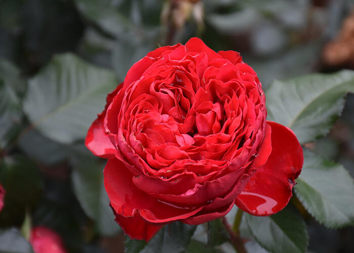 Růže velkokvětá Meilland 'Traviata' - Rosa VK 'Traviata'