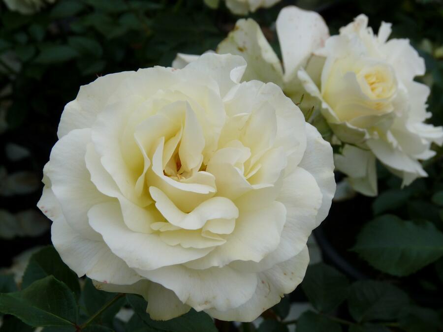 Růže mnohokvětá Meilland 'White Meilove' - Rosa MK 'White Meilove'