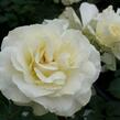 Růže mnohokvětá Meilland 'White Meilove' - Rosa MK 'White Meilove'