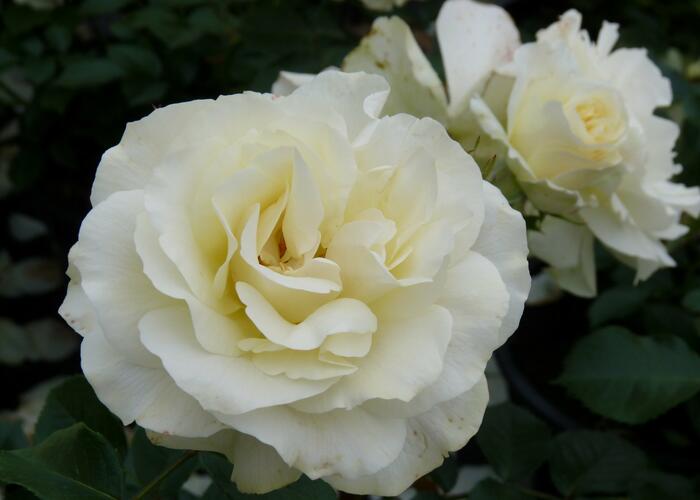 Růže mnohokvětá Meilland 'White Meilove' - Rosa MK 'White Meilove'