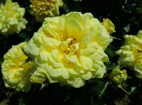 Růže mnohokvětá Meilland 'Yellow Meilove' - Rosa MK 'Yellow Meilove' ('Anny Duperey')