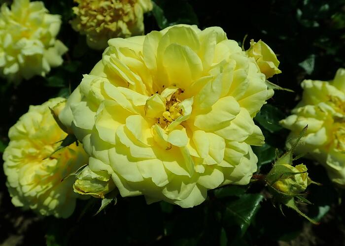 Růže mnohokvětá Meilland 'Yellow Meilove' - Rosa MK 'Yellow Meilove' ('Anny Duperey')