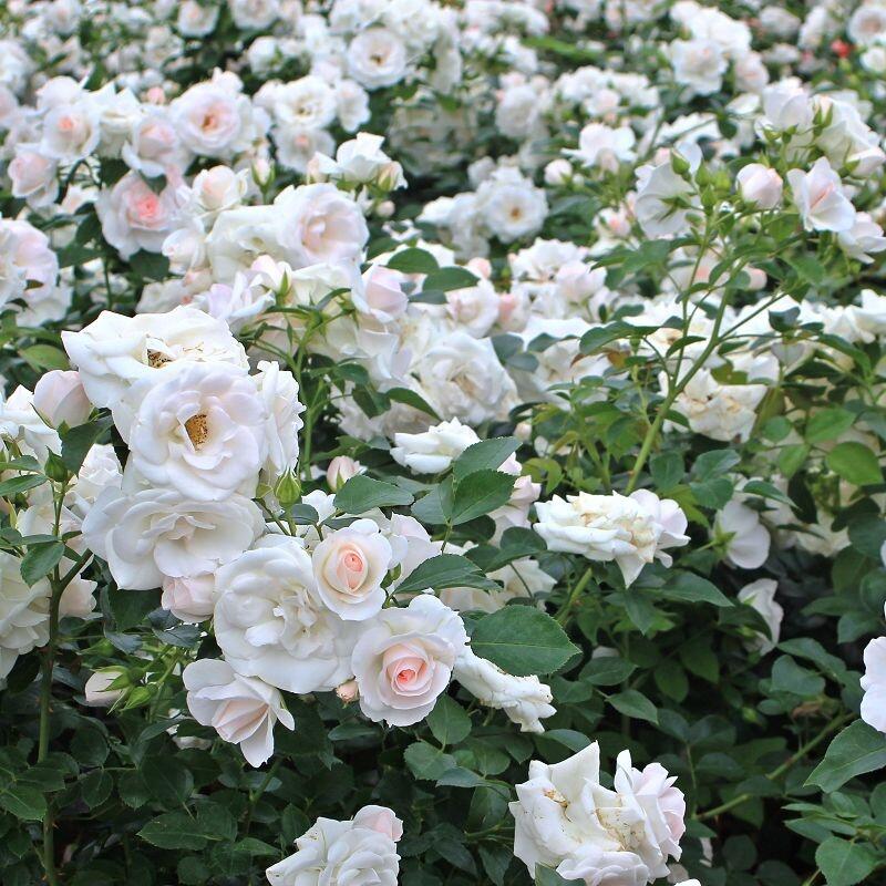 Růže mnohokvětá Tantau 'Sirius' - Rosa MK 'Sirius'