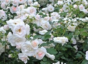 Růže mnohokvětá Tantau 'Sirius' - Rosa MK 'Sirius'