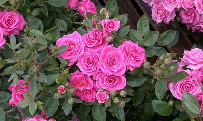 Růže mini 'Balduin' - Rosa MI 'Balduin'