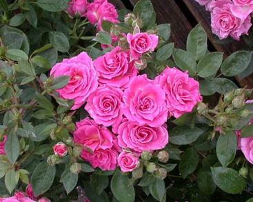 Růže miniaturní 'Balduin'