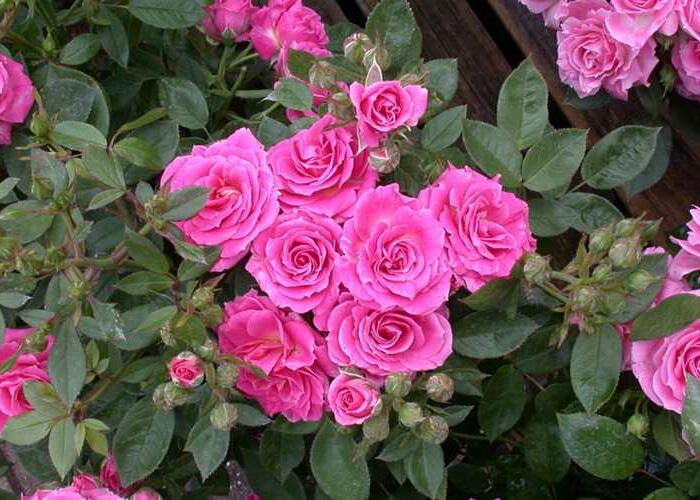 Růže mini 'Balduin' - Rosa MI 'Balduin'