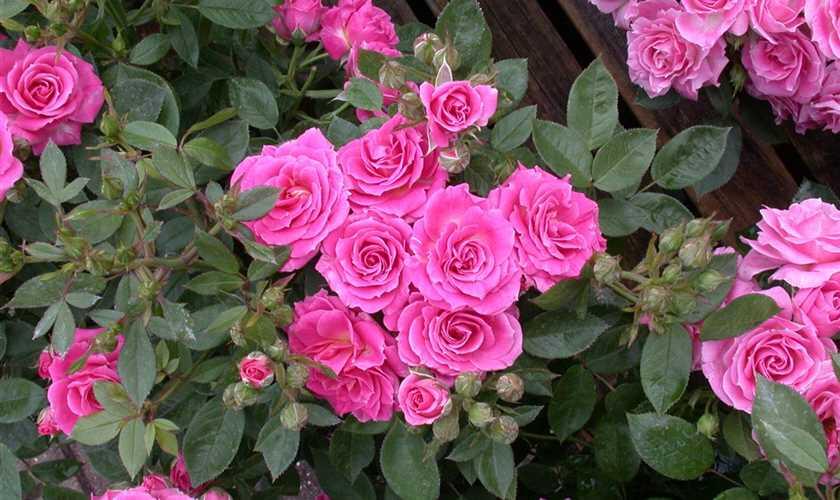 Růže miniaturní 'Balduin' - Rosa MI 'Balduin'