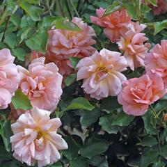 Růže mnohokvětá Meilland 'Zambra' - Rosa MK 'Zambra'