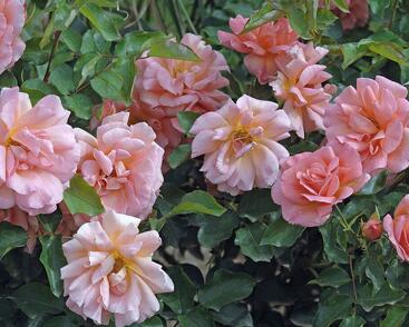 Růže mnohokvětá Meilland 'Zambra'