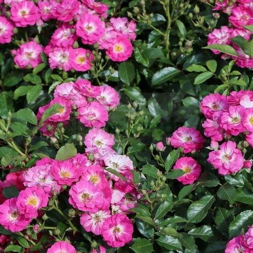 Růže miniaturní 'Degenhardt' - Rosa MI 'Degenhardt'