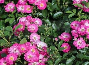 Růže miniaturní 'Degenhardt' - Rosa MI 'Degenhardt'