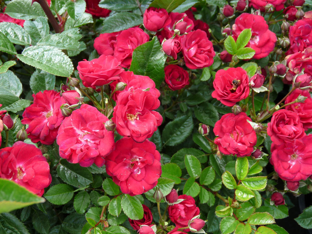 Růže miniaturní 'Eberwein' - Rosa MI 'Eberwein'