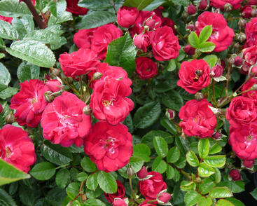 Růže miniaturní 'Eberwein'