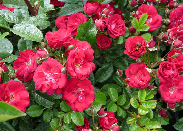 Růže mini 'Eberwein' - Rosa MI 'Eberwein'