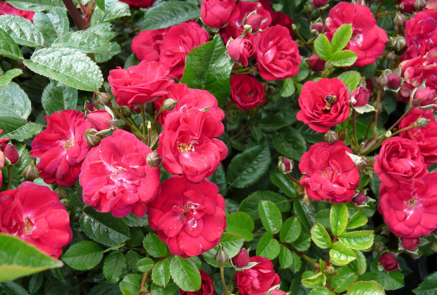 Růže miniaturní 'Eberwein' - Rosa MI 'Eberwein'