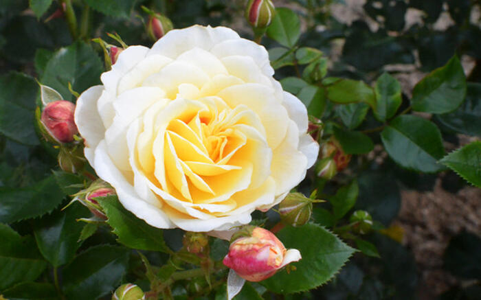Růže mnohokvětá 'Tsarina' - Rosa MK 'Tsarina'