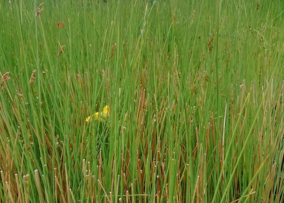 Sítina sivá - Juncus inflexus