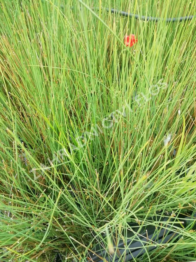 Sítina sivá - Juncus inflexus