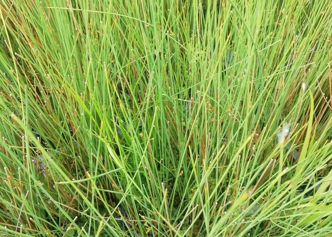 Sítina sivá - Juncus inflexus