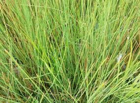 Sítina sivá - Juncus inflexus