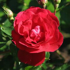 Růže mnohokvětá 'Adelaide Hoodless' - Rosa MK 'Adelaide Hoodless'