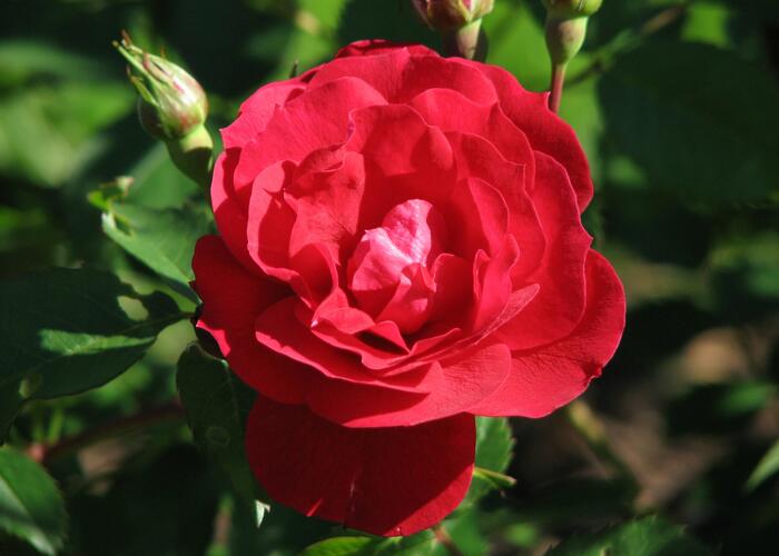 Růže mnohokvětá 'Adelaide Hoodless' - Rosa MK 'Adelaide Hoodless'
