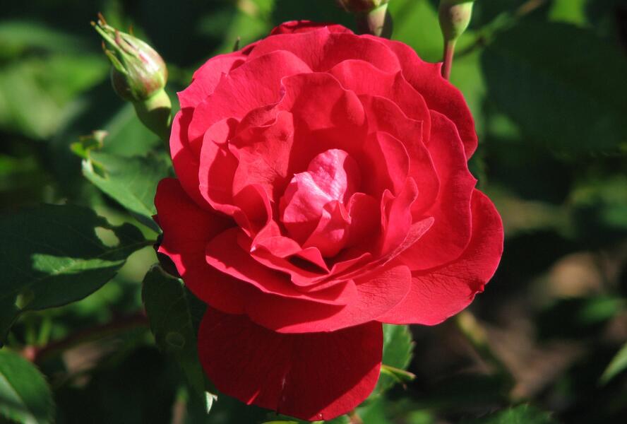 Růže mnohokvětá 'Adelaide Hoodless' - Rosa MK 'Adelaide Hoodless'