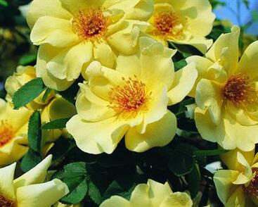 Růže parková Tantau 'Frühlingsgold'