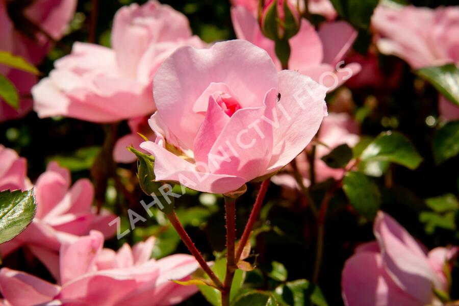 Růže mnohokvětá Meilland 'Bonica 82' - Rosa MK 'Bonica 82'