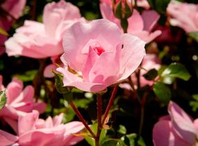 Růže mnohokvětá Meilland 'Bonica 82' - Rosa MK 'Bonica 82'