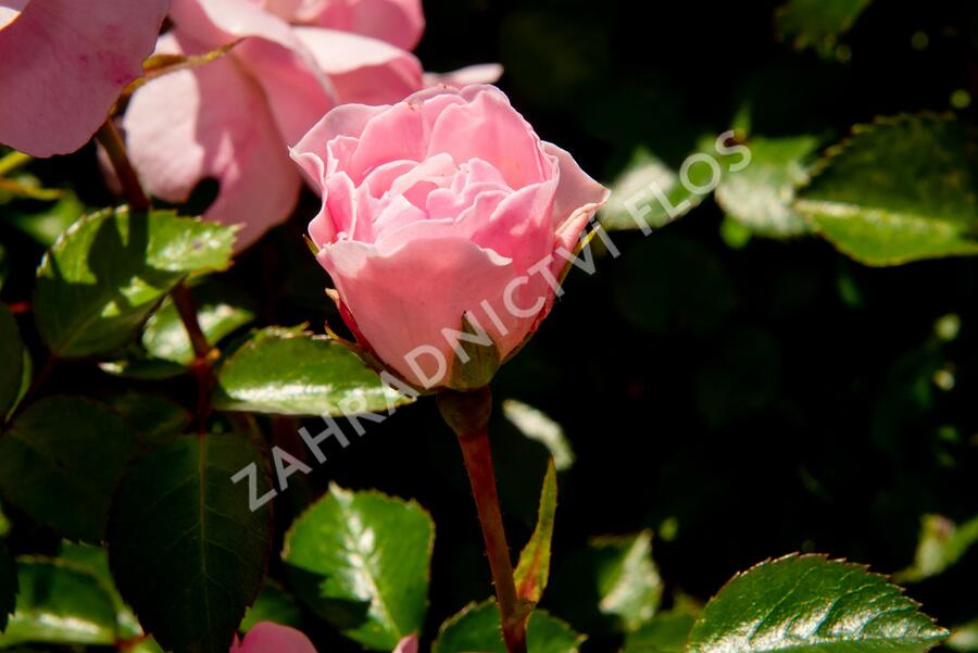 Růže mnohokvětá Meilland 'Bonica 82' - Rosa MK 'Bonica 82'